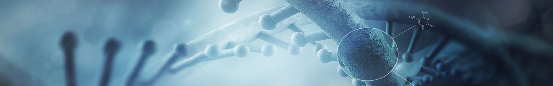 常規基因敲除小鼠