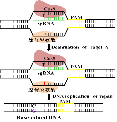 圖片關鍵詞 圖片關鍵詞