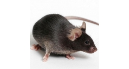 模型資源庫(kù)